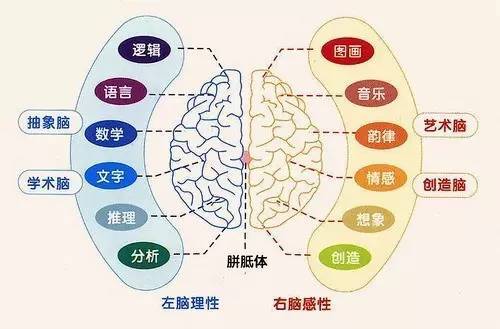 全脑训练的多维益处与应用开发探索